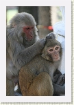 Swayambhunath - Monos